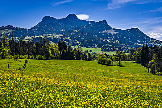 德国,巴伐利亚,上巴伐利亚,齐姆高,春天,风景