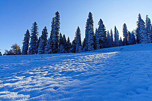 那拉提牧场雪景