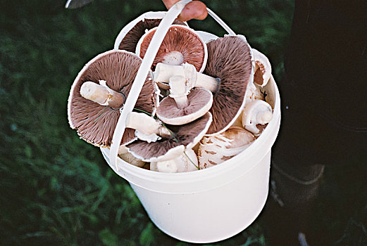 桶,满,蘑菇