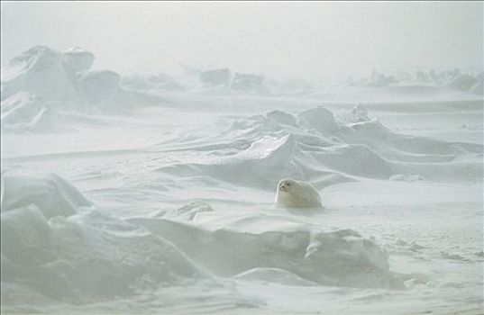 鞍纹海豹,琴海豹,幼仔,暴风雪,圣劳伦斯湾,加拿大