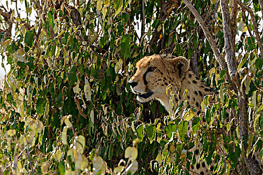 印度豹,猎豹,看,捕食,隐藏,马赛马拉国家保护区,肯尼亚,非洲