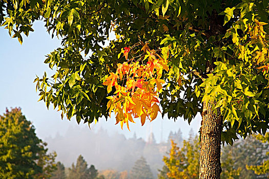 华盛顿,美国,树,秋色