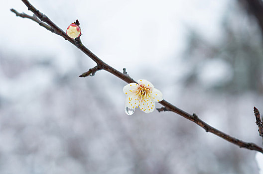 初春梅园梅花盛开