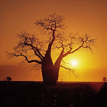 树,日落,剪影,金伯利地区,澳大利亚