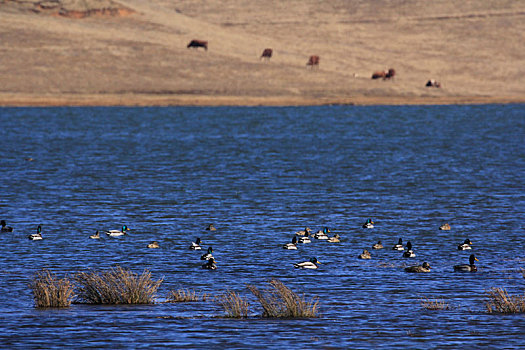 蓝色湖中的一群野生鸭子