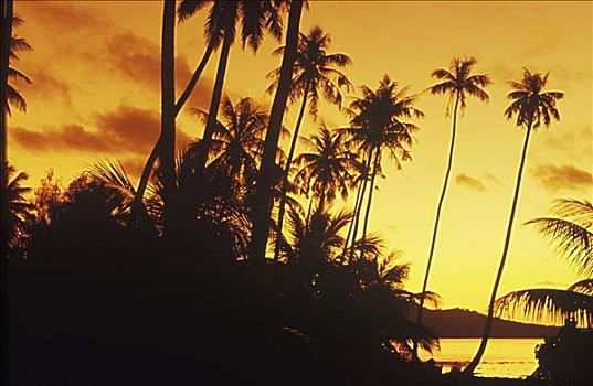 剪影,椰树,夏威夷,美国