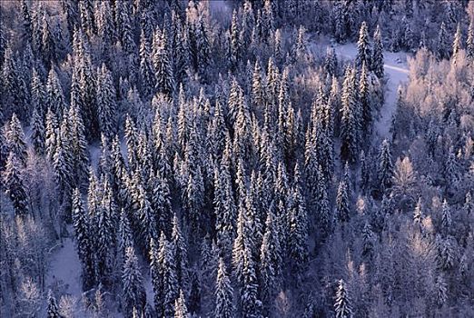 雪,树,北方,不列颠哥伦比亚省,加拿大