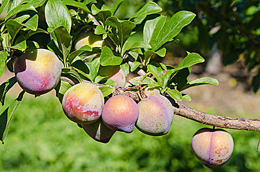 桃,果园,不列颠哥伦比亚省,加拿大