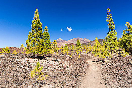 远足,小路,熔岩原,正面,泰德山,世界遗产,泰德国家公园,特内里费岛,加纳利群岛