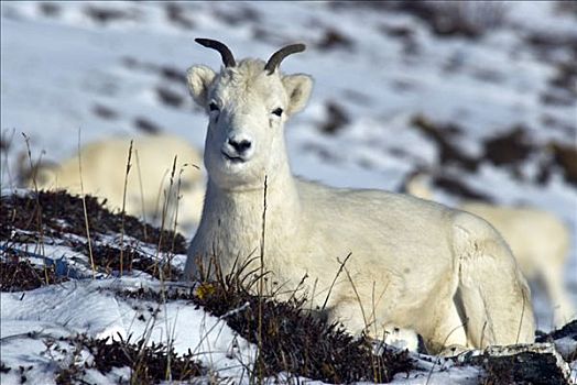 野大白羊,白大角羊,坐,德纳里峰国家公园,阿拉斯加,美国