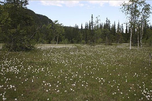 苔原,羊胡子草,狭叶棉花莎草,挪威,欧洲