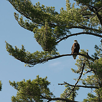 鹰,栖息,树,湖,木头,安大略省,加拿大