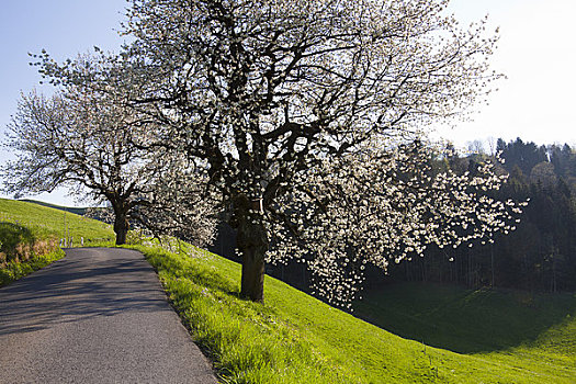 樱桃树,乡间小路,瑞士