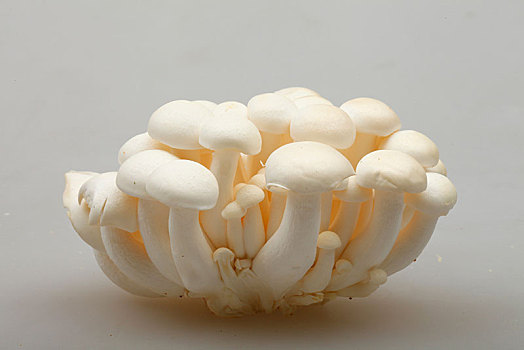白玉菇