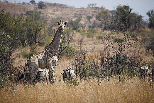 长颈鹿,斑马,大草原,禁猎区,南非