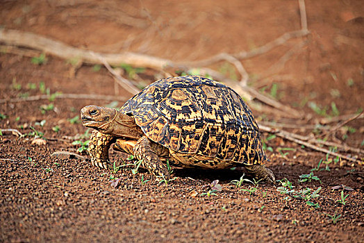 豹纹龟,成年,克鲁格国家公园,南非,非洲