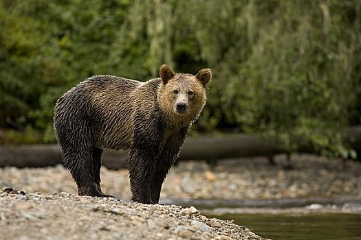 大灰熊,站立,河,不列颠哥伦比亚省,加拿大