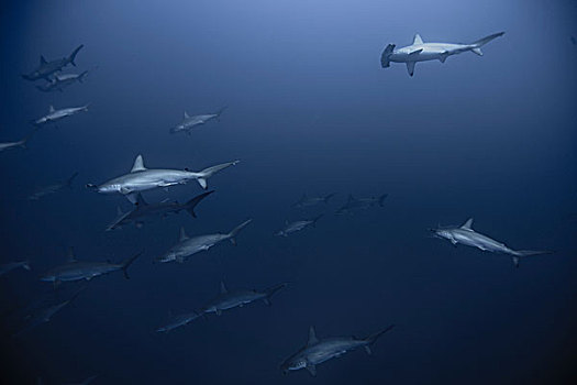 害羞,鲨鱼,路氏双髻鲨,大,鱼群,深,蓝色