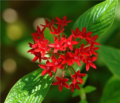 红色,热带花卉