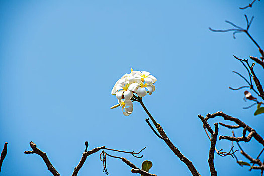 鸡蛋花