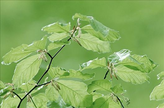 山毛榉,叶子,北莱茵威斯特伐利亚,德国