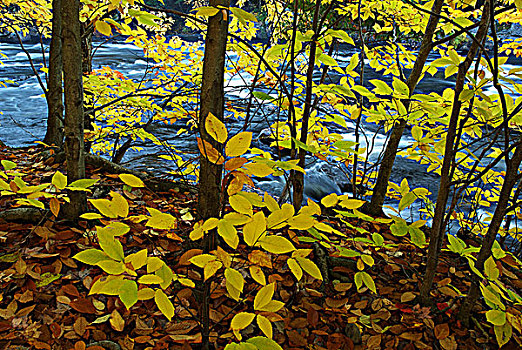 秋色,岸边,河,安大略省,加拿大
