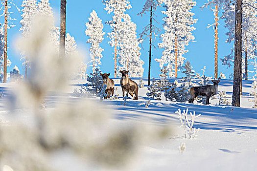 驯鹿,冰冻,树,雪,树林,诺尔博滕县,拉普兰,瑞典