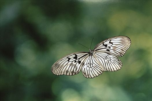 手绢,蝴蝶,木头,飞,雨林,苏拉威西岛,印度尼西亚