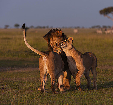狮子,成年,雄性,雌性,依偎,晨光,塞伦盖蒂,裂谷省,肯尼亚,非洲
