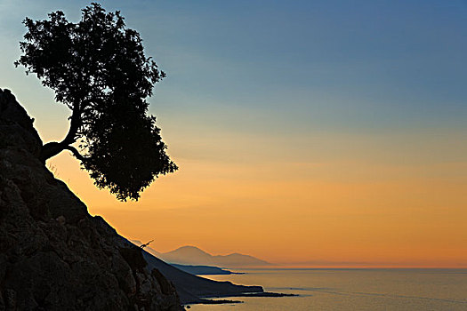 剪影,橄榄树,斜坡,靠近,海洋,哈尼亚,克里特岛,希腊,欧洲