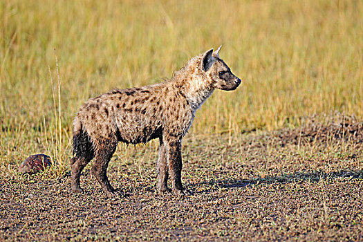 斑点,鬣狗,幼兽,站立,早,早晨,马赛马拉,肯尼亚,非洲