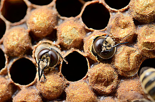 蜂蜜,蜜蜂,雄蜂,孵化