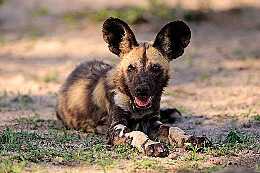 非洲野狗,非洲野犬属,成年,警惕,休息,沙子,禁猎区,克鲁格国家公园,南非,非洲