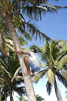 斐济,维提岛,珊瑚海岸,斐济人,男人,攀登,棕榈树,椰树