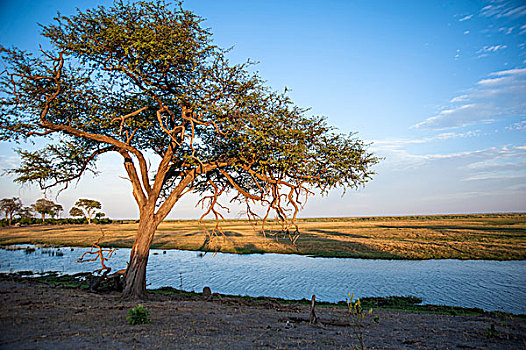 孤木,奥卡万戈三角洲,河,日落,博茨瓦纳,非洲