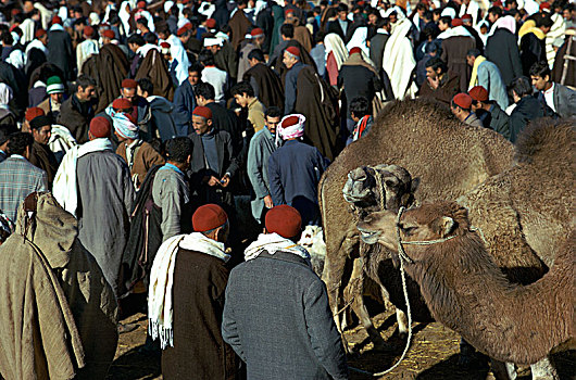 骆驼,市场,苏斯