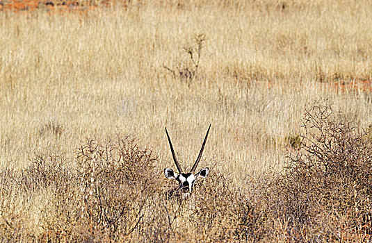 南非大羚羊,羚羊,休息,雄性,隐藏,灌木丛,卡拉哈里沙漠,卡拉哈迪大羚羊国家公园,南非,非洲