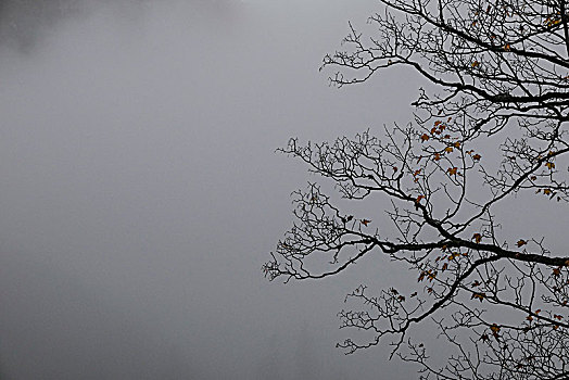 秃头,树顶,雾,上巴伐利亚