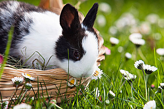 欧洲兔,兔豚鼠属,坐,篮子,花,草地,巴伐利亚,德国,欧洲