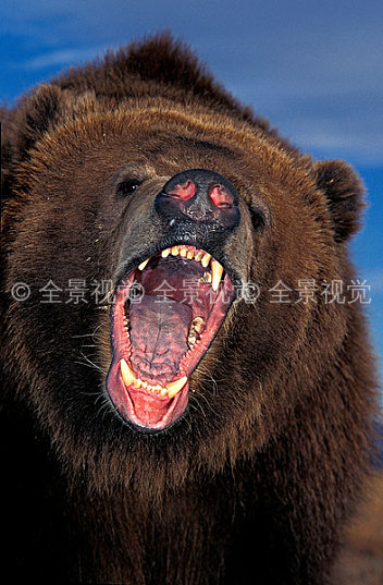 科迪亚克熊_棕熊_张嘴_阿拉斯加_高清图片_全景视觉
