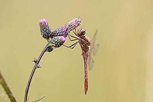 特写,条斑赤蜻,花