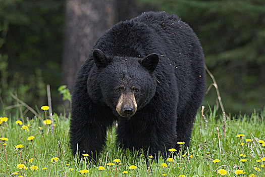 黑熊,美洲黑熊,站立,蒲公英,西部,艾伯塔省,加拿大