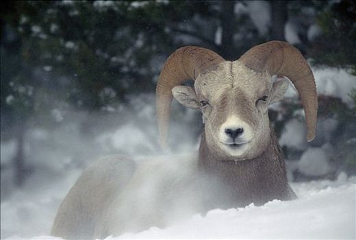 大角羊,雪中,落基山脉,北美