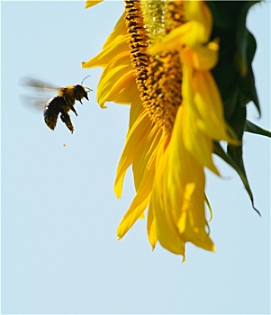 蜜蜂向日葵