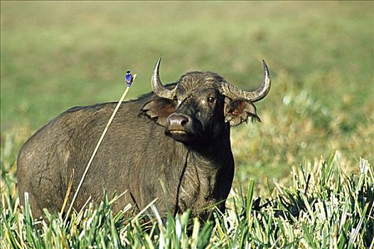 南非水牛