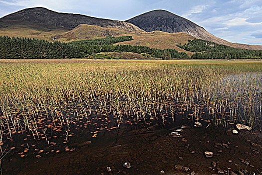 苏格兰,高地,芦苇,浅水,湖,远景,斯凯岛