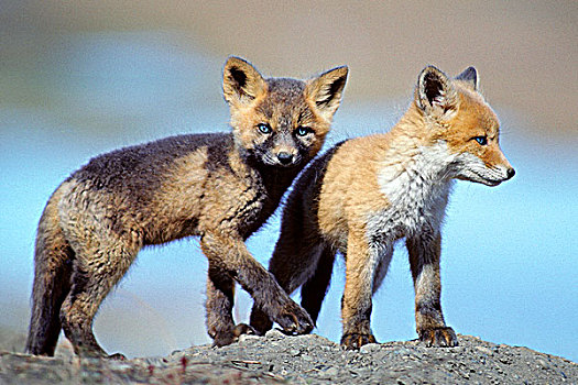 红狐,狐属,幼仔,红色,彩色,北方,育空
