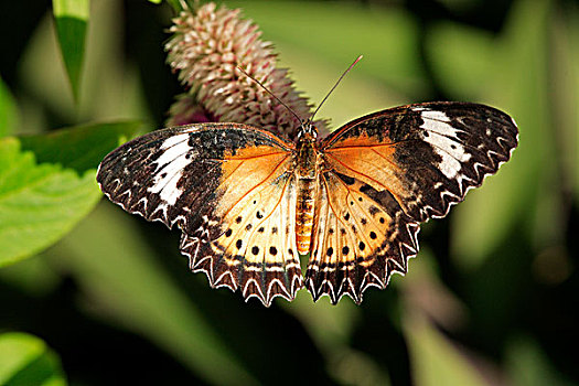 豹,草蜻蛉,蝴蝶,成虫,马来西亚,亚洲