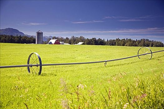 灌溉,洒水器,干草,地点,背景,阿拉斯加,夏天