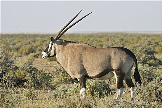 南非大羚羊,羚羊,埃托沙国家公园,非洲,纳米比亚